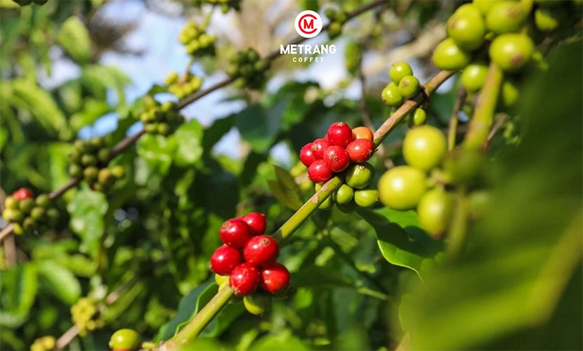 Green coffee from Vietnam