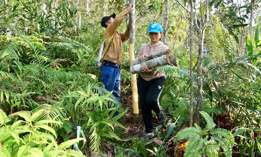 Harvesting Tra My cinnamon