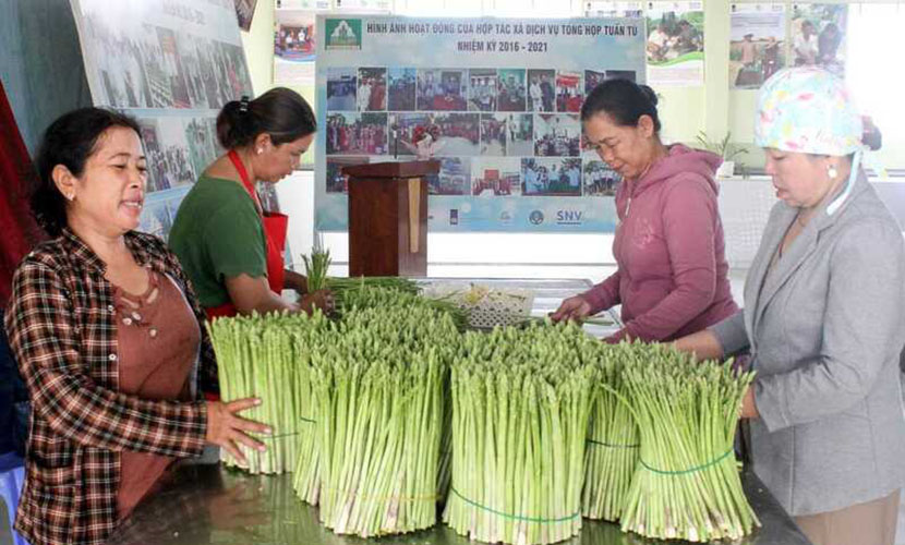 Vietnamese asparagus facillity