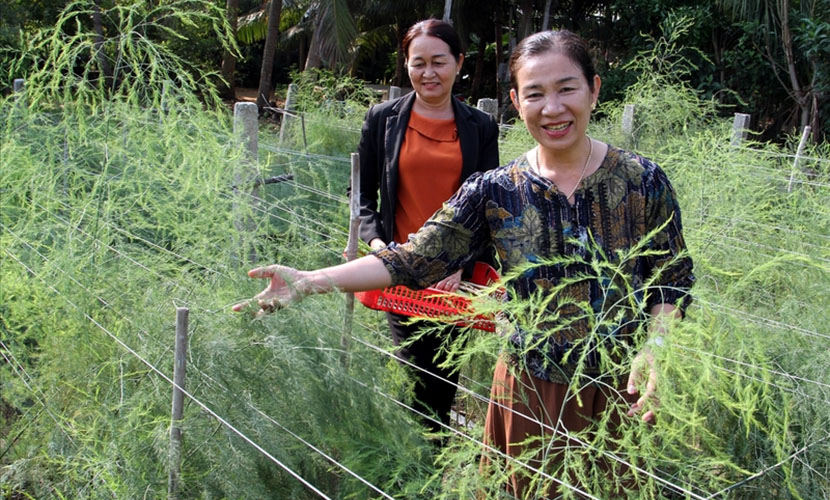 Vietnamese asparagus farm