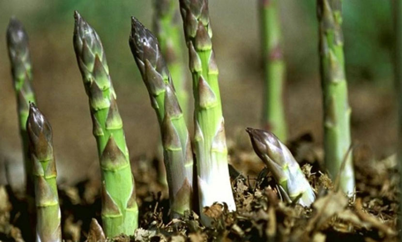 Vietnamese asparagus