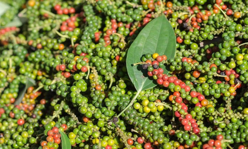 Vietnamese green pepper