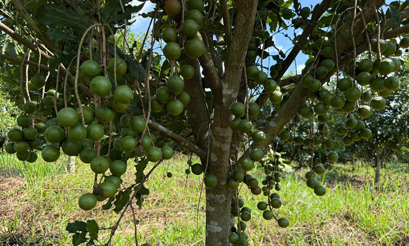 Vietnam's macadamia trees