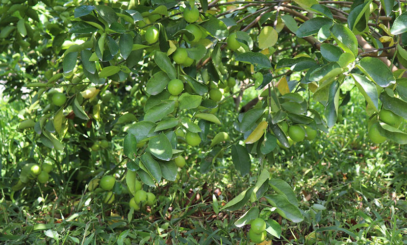 Vietnamese seedless lime farm
