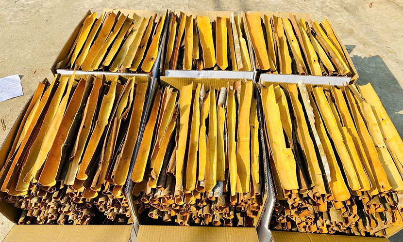 Vietnamese split cassia