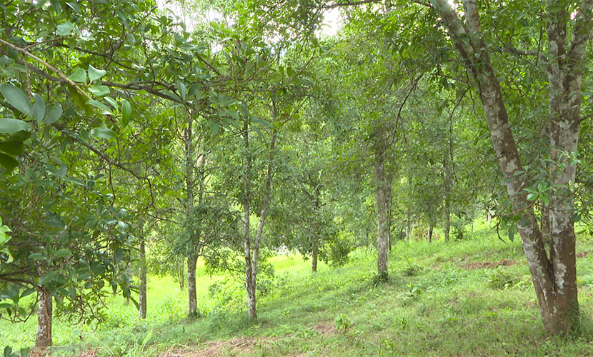 Vietnamese star anise forest