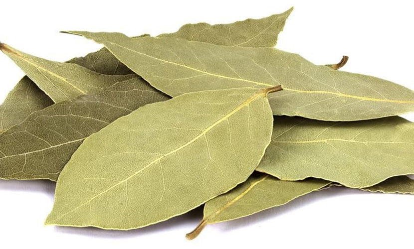 Vietnam's bay leaf exports
