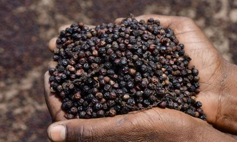 Vietnam's pepper exports