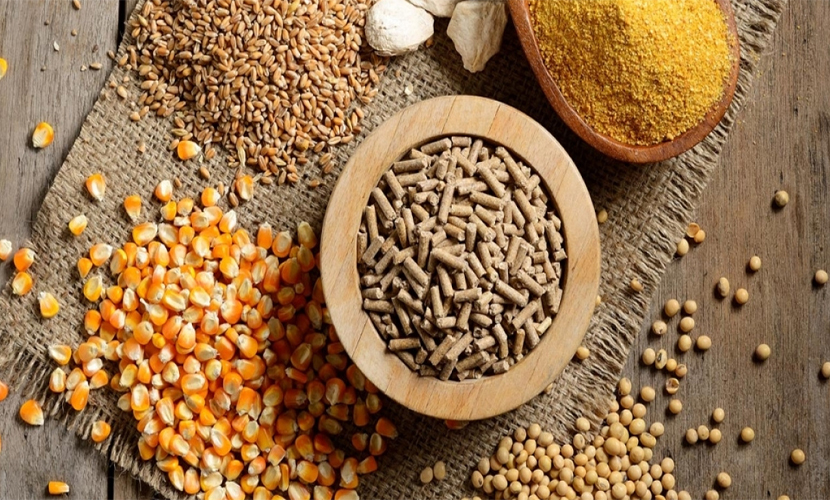 Animal feed ingredients