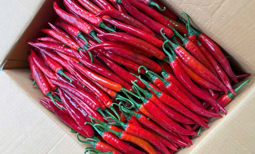 Big chili from Vietnam