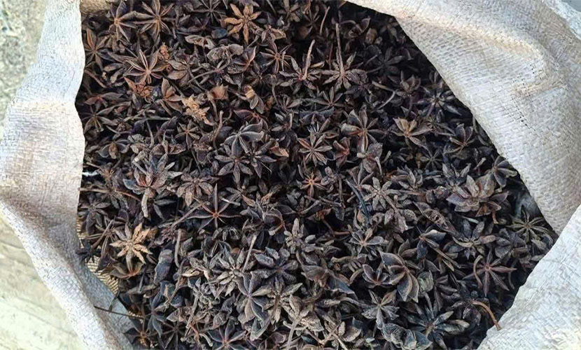 Black star anise from Vietnam