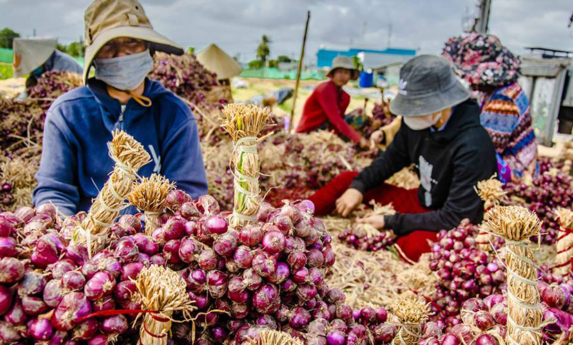 Bundles of Vinh Chau shallots