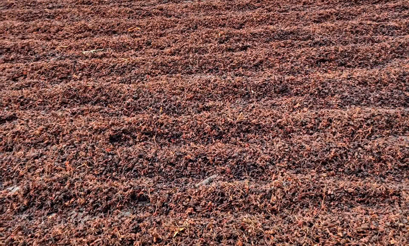 Drying Vietnam-origin star anise