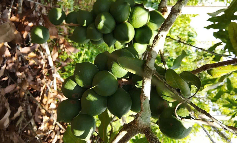 Fresh macadamia from Vietnam