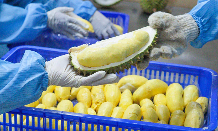 Frozen durian from Vietnam