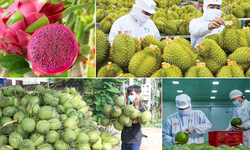 Fruit and vegetable exports of Vietnam