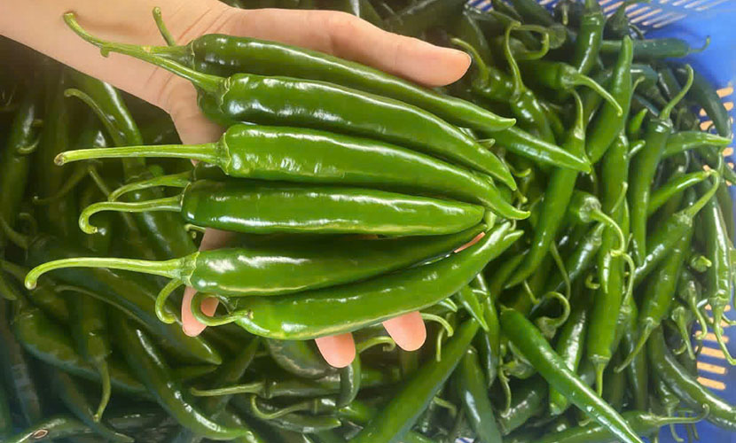 Green chili from Vietnam
