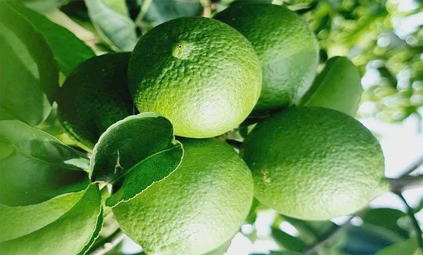 Green lime from Vietnam