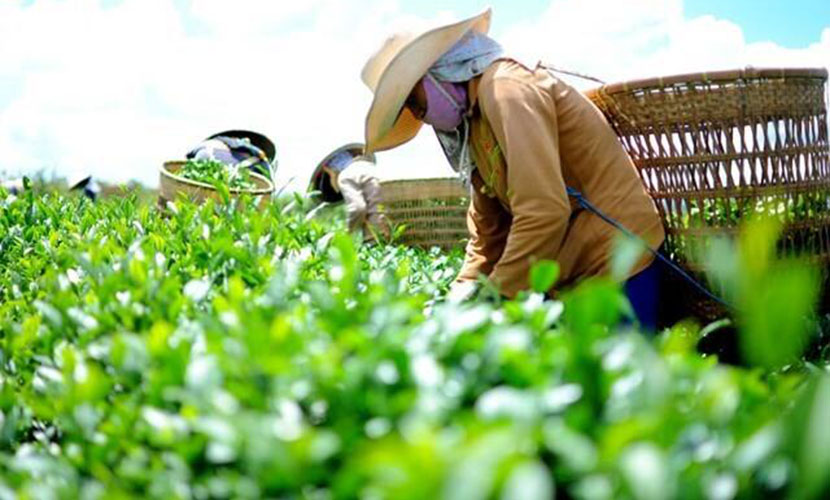Harvesting tea at farms