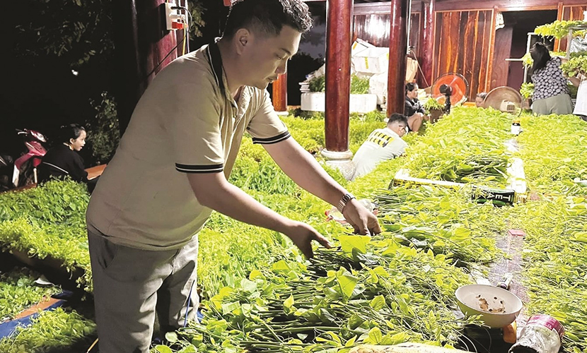 Processing Vietnamese Bo Khai vegetable