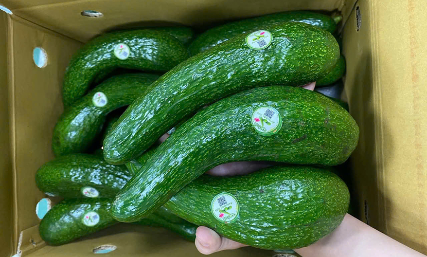 Vietnam's avocado exports
