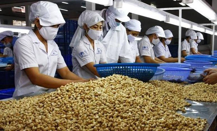 Vietnam's cashew enterprises