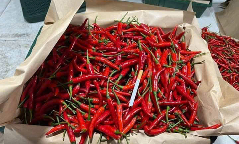 Vietnam's chili peppers