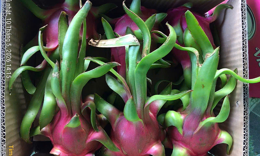 Vietnam’s dragon fruit exports