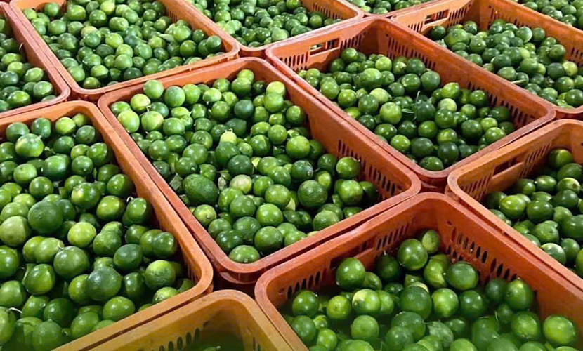 Fresh lime materials from Vietnam