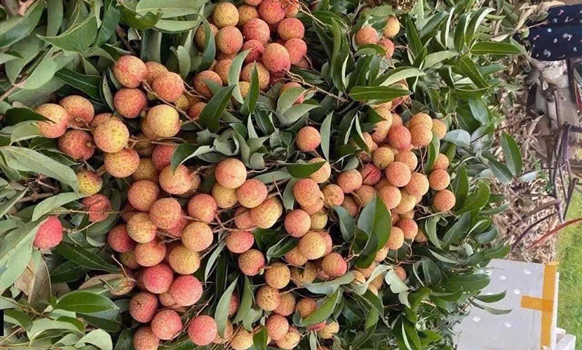 Vietnam's lychee exports