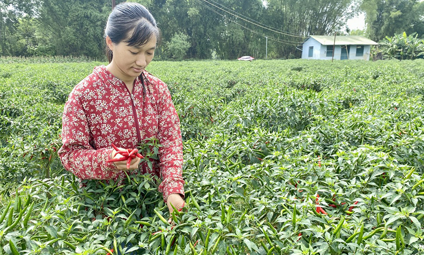 Vietnam's organic chili farm