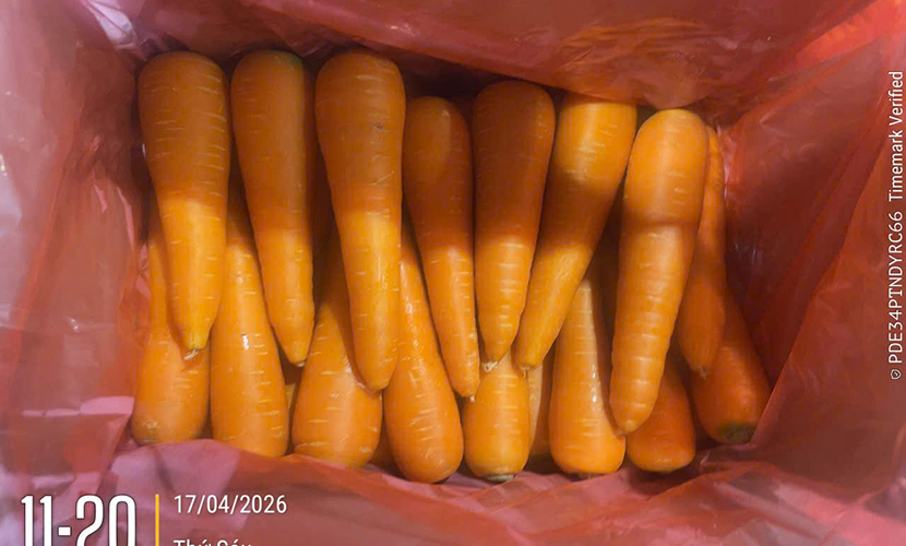 Vietnam-origin carrot