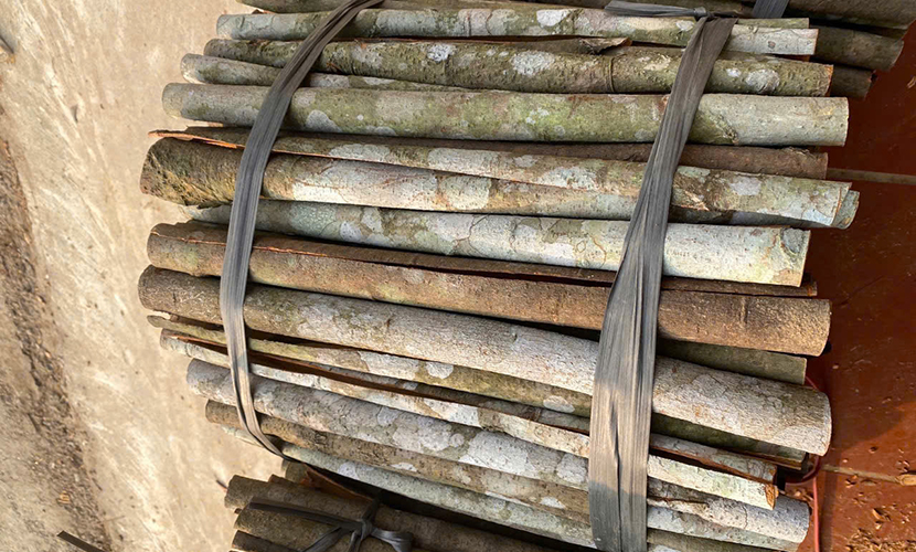 Split cassia from Vietnam