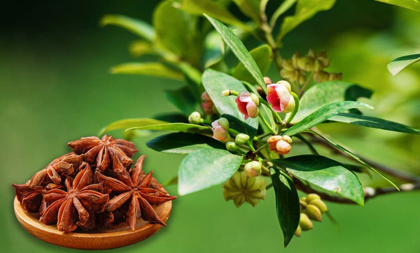 Vietnam's star anise exports