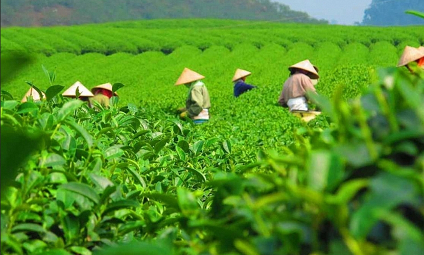 Vietnam's tea exports