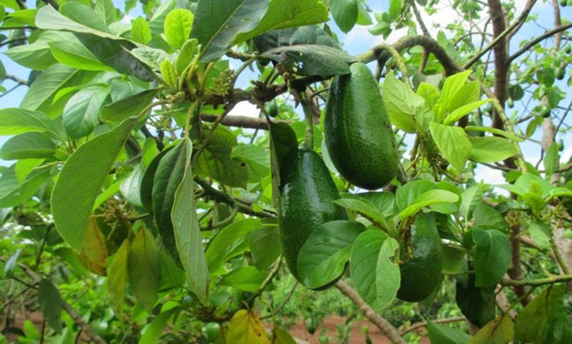 Vietnamese avocado trees