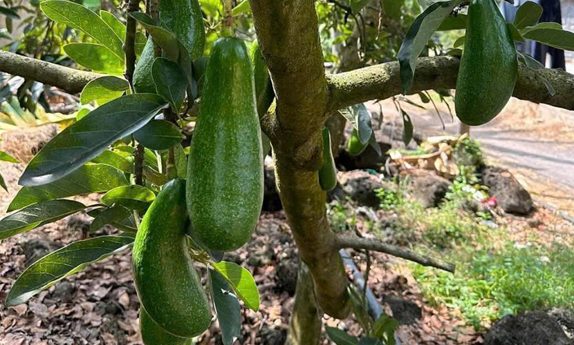 Vietnamese avocado tree