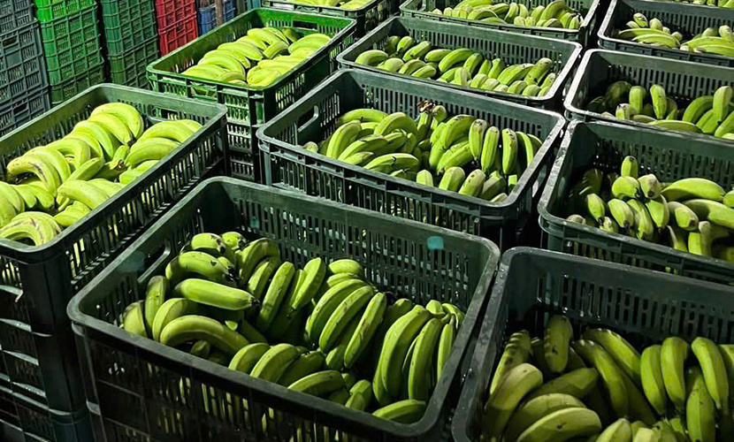 Vietnamese banana factory