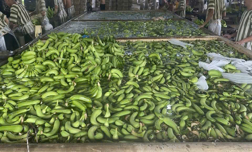Vietnamese banana factory