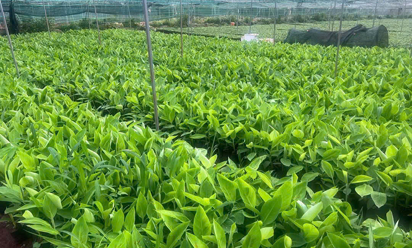 Vietnamese banana farm