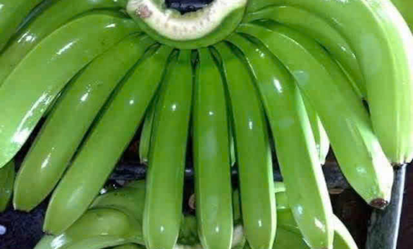 Vietnamese bananas for export