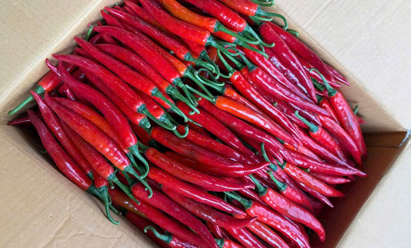 Vietnamese big chili