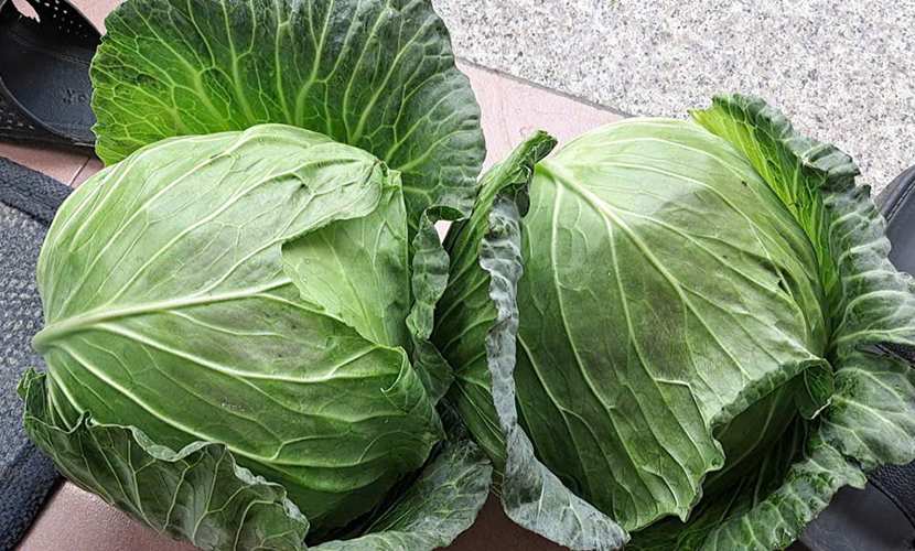 Vietnamese cabbage cultivation