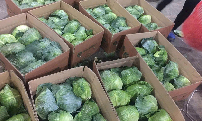 Vietnamese cabbage for export
