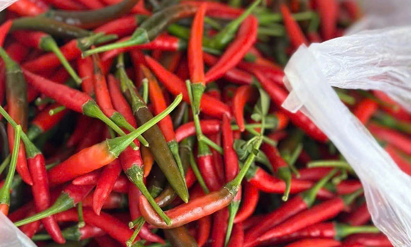 Vietnamese chili peppers