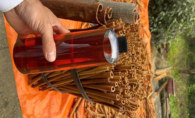 Vietnamese cinnamon essential oil