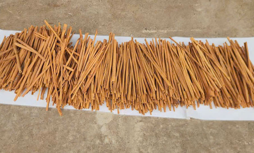 Cinnamon sticks from Vietnam