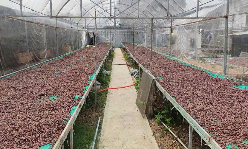 Vietnamese cocoa beans