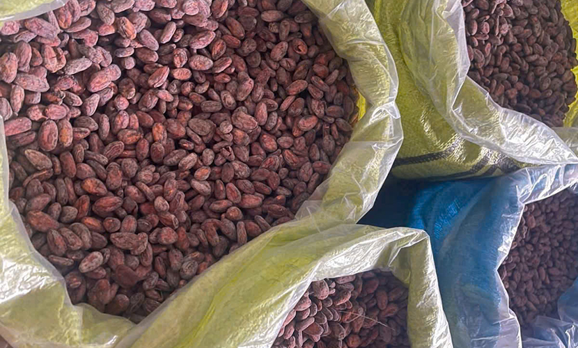 Vietnamese cocoa exports