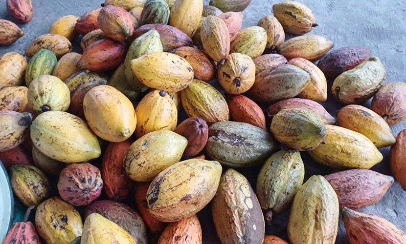Vietnamese cocoa products